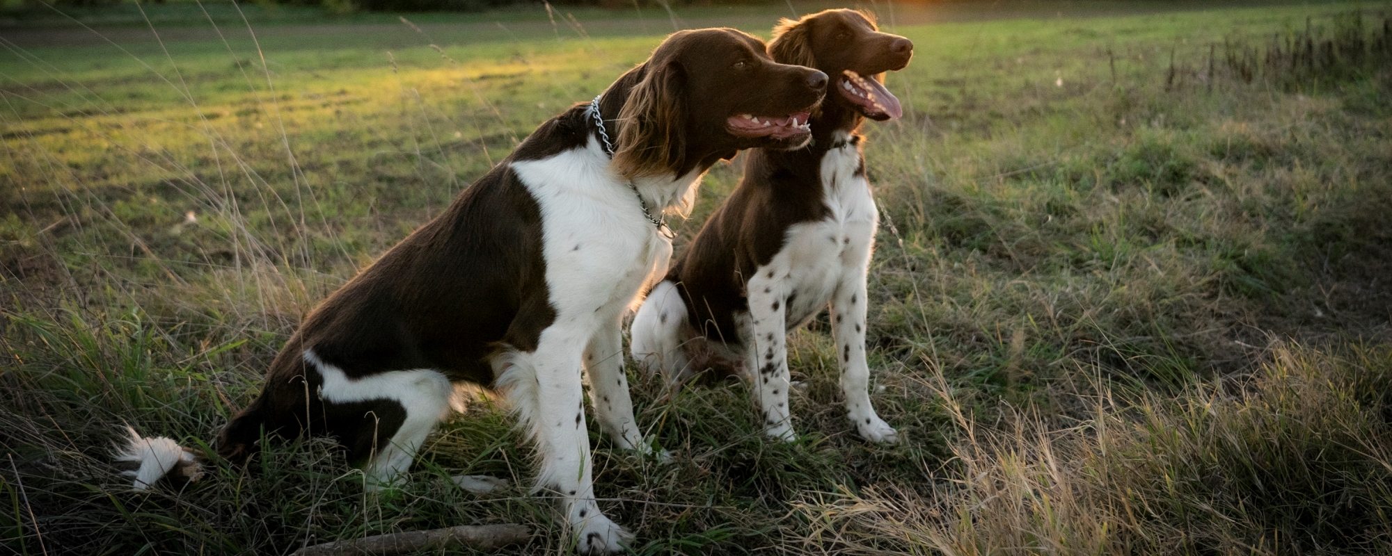 Kis Münsterlandi Vizsla Klub