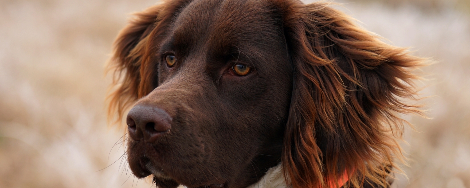 Kis Münsterlandi Vizsla Klub